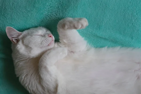 Top View One White Cat Sleeping Green Blanket — Stock Photo, Image