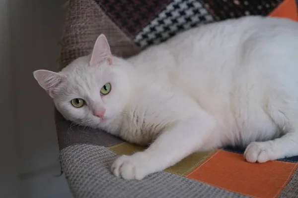 One White Cat Looking Camera Lying Chair — Stock Photo, Image