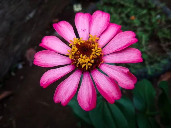 Hermosa Flor Loto Jardín —  Fotos de Stock