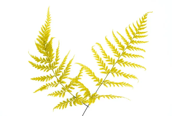 Beyaz arkaplanda altın yaprak 