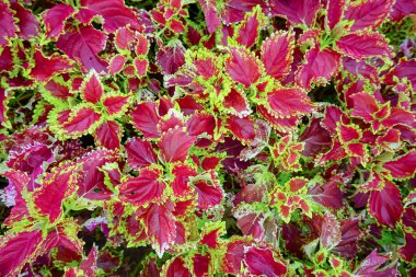 Duvar kağıdı veya tasarım arka planı için çiçek bahçesinde pembe ve yeşil yaprak 