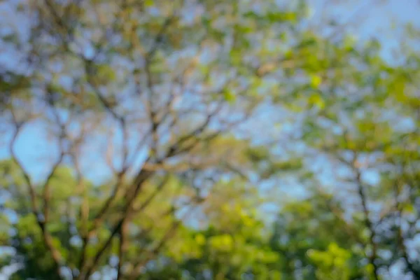 Soyut doğal arkaplan için bulanık yaprak ve ağaçlar 