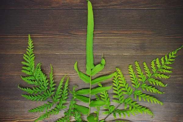 Primer Plano Las Hojas Helecho Verde Sobre Fondo Madera Perfecto —  Fotos de Stock