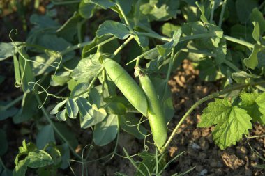 Bahçedeki organik bezelyeler