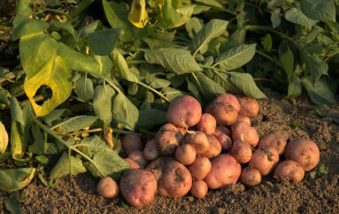 Yerden taze patatesler.