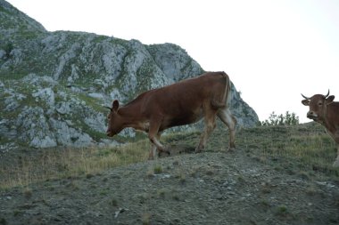 Dağ otlaklarında inekler, yaz otlaklarında inekler