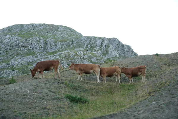 Krowy Pastwisku Górskim Krowy Pastwisku Letnim — Zdjęcie stockowe