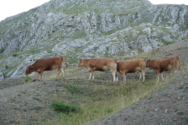 Αγελάδες Στο Ορεινό Βοσκότοπο Αγελάδες Καλοκαιρινό Βοσκότοπο — Φωτογραφία Αρχείου