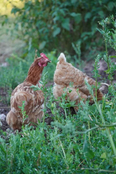 Polli Giardino Con Erba Verde Pollo Marrone Sta Camminando Giardino — Foto Stock