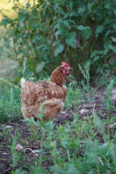 Bahçede yeşil çimenli tavuk, kahverengi tavuk bahçede yürüyor
