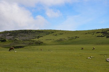 İneklerle dolu geniş yeşil çayır