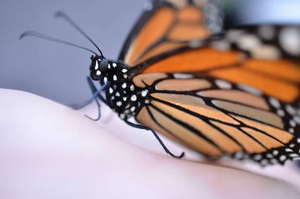 Монархическая Бабочка Природе Белом — стоковое фото