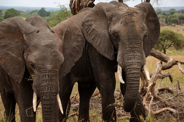 Dois Elefantes Comendo Parque Nacional — Fotografia de Stock