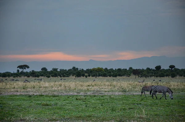 Schöner Sonnenuntergang Mit Zebras Dschungel — Stockfoto