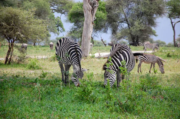 Zebras Eating Grass Middle Jungle — Stock Photo, Image