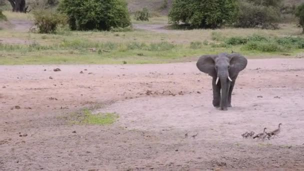 Babyelefant Går Bakom Ankor — Stockvideo