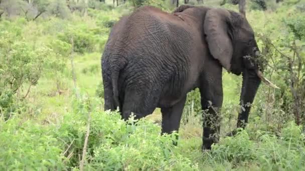 Elefante Alejándose Entre — Vídeos de Stock