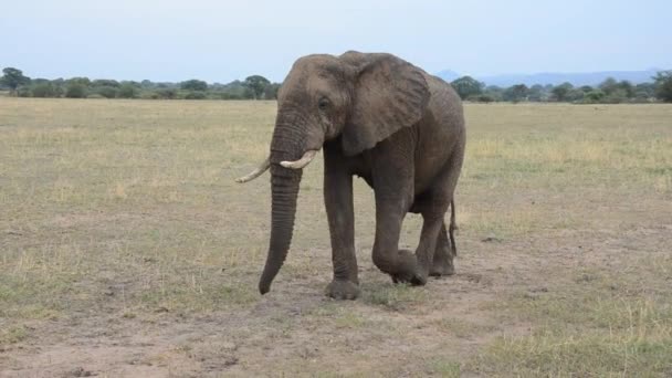 Elefánt Egyenesen Előre Sétál — Stock videók
