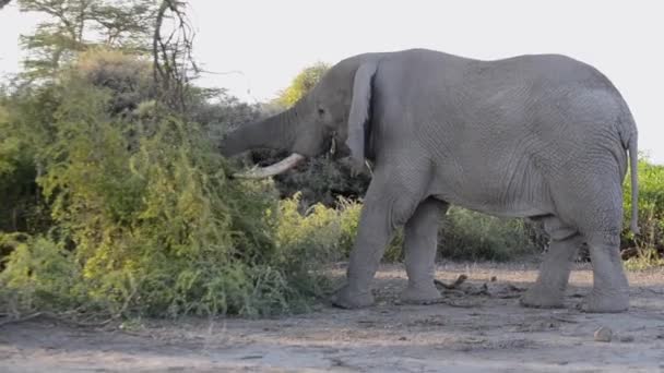 Elefante Comiendo Una Rama Que Tiró — Vídeos de Stock