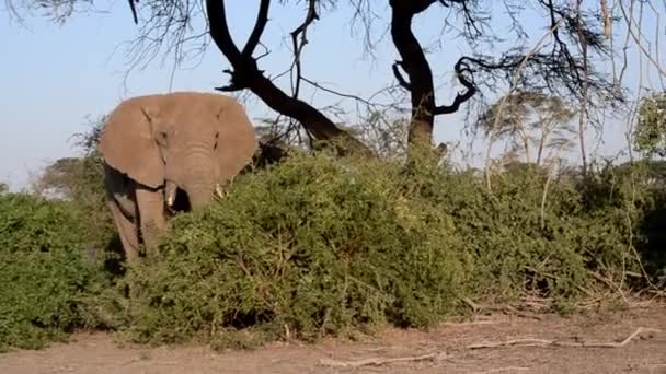 Olifant Verstopt Zich Achter Een Boom — Stockvideo