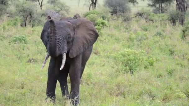 Elefante Golpeándose Con Trompa — Vídeos de Stock