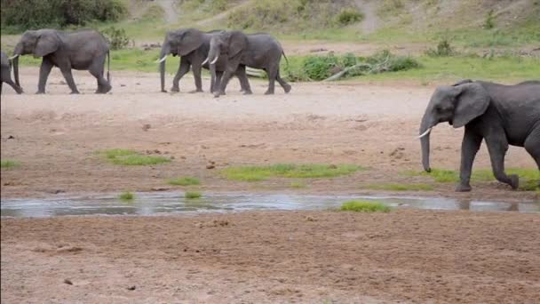 Manada Elefantes Caminando Junto Río — Vídeo de stock