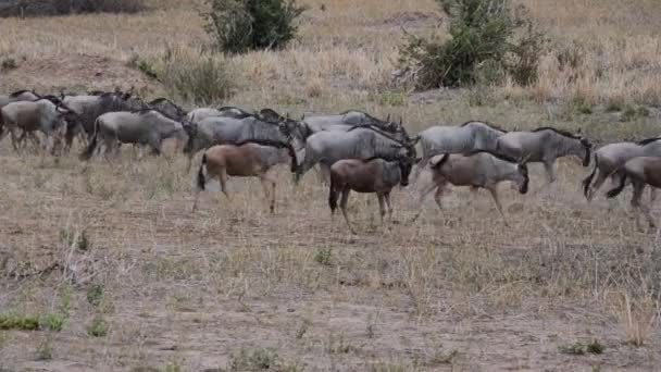 Migration Wildebeest Event Happens Only Once Year — Stock Video