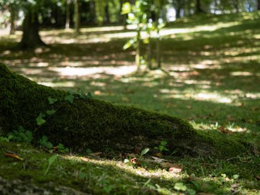 Yerden çıkan yosunlu ağaç kökü