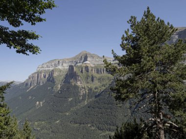 Arka planda dağlar olan ağacın ön planı