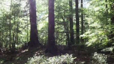 Ormanda ağaçlar eğilir, arka planda ışıklar