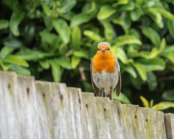 Pequeño Pájaro Robin Naranja Una Cerca Mirando Cámara —  Fotos de Stock