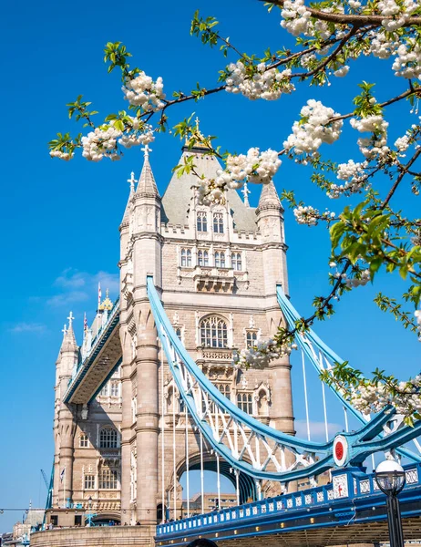 春のロンドンタワーブリッジの有名なランドマークで 白いリンゴの花の木が構成されています イギリス イギリス — ストック写真