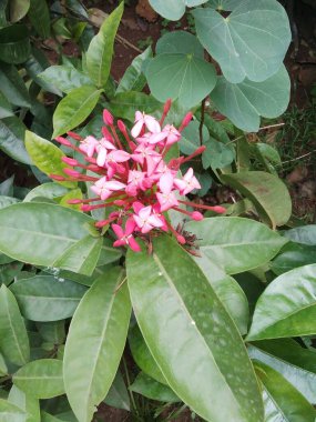 Koyu pembe tomurcuklarla çevrelenmiş parlak, güzel ve şaşırtıcı bir demet pembe çiçek. Tam bir el büyüklüğünde ve çok güzel kokuyor. Evlerin yakınındaki bahçelerde ve çiftliklerde bulundu. Parlak görünüyor çünkü doğal koyu yeşil yaprak arka planı var..