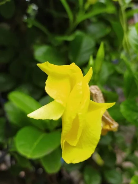 Une Belle Lumineuse Fleur Utricularia Cornuta Couleur Jaune Tourné Dans — Photo