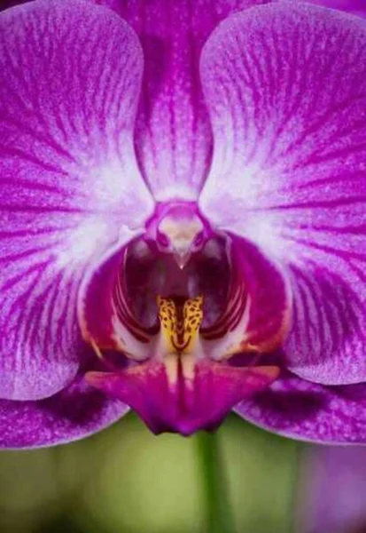 明るい美しいと驚くべきDoritainopsisの花は テーマ 背景として使用することができます — ストック写真