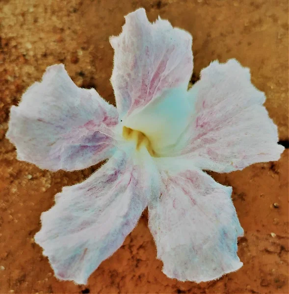 Uma Brilhante Bela Flor Prímula Cabo Com Pétalas Cor Branca — Fotografia de Stock