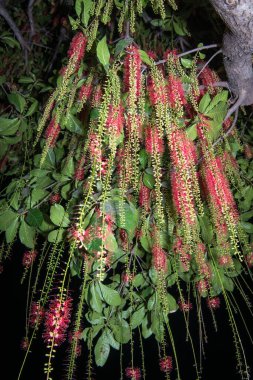 I Love You with red flower, Barringtonia acutangula (L) Garetn,