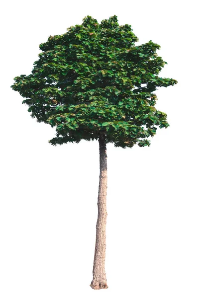 Dipterocarpus Tuberculatus Roxb Isolado Sobre Fundo Branco — Fotografia de Stock
