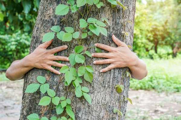 A person hugs the trunk of a large tree