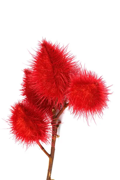 Bixa Orellana Annatto Tree White Background — Stock Photo, Image