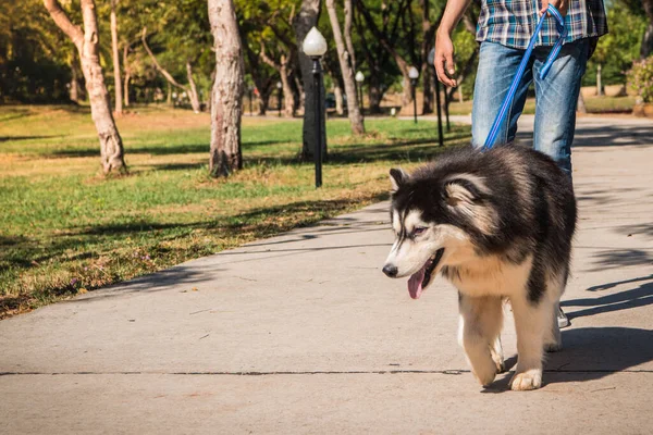 Kör adam rehber köpeği tarafından yönetilir. Köpekler çeşitli engelleri aşmak için eğitilebilseler de kısmen renk körüdür ve sokak işaretlerini yorumlayamazlar.