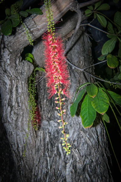 Rød Blomst Barringtonia Acutangula Garetn – stockfoto