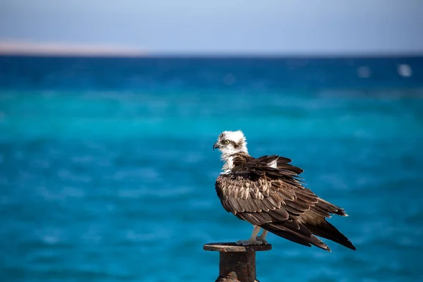 Osprey Kızıl Deniz 'e karşı. Bu fotoğraf Hurghada 'da (Mısır) balık avı sonrası balık avı sırasında çekildi..