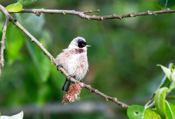 Penduline tit.The Remez bird was photographed in one of the forest Park zones near Kaliningrad (Russia).