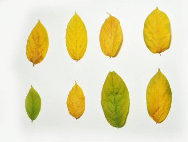 Sonbahar sezonu için Sarı ve Yeşil Yapraklar İzole Fotoğraf Kavramı 