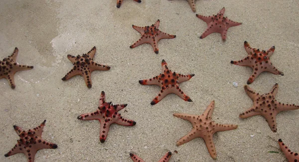 Plajdaki Deniz Yıldızları Fotoğrafı