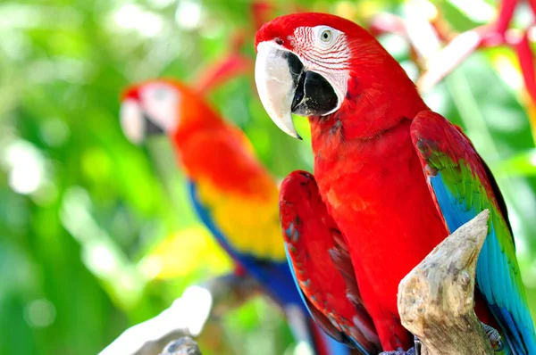 Hermosa Coloridos Loros Foto — Foto de Stock