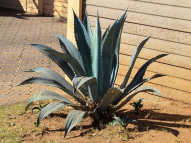 Agave tekilana bitkisinin yakınına.