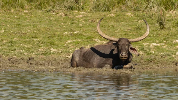 Ein Selektives Fokusbild Eines Wilden Wasserbüffels Der Sich Dezember 2016 — Stockfoto