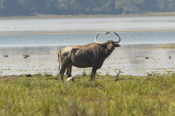 Bufalo Selvatico Piedi Accanto All Acqua Parco Nazionale Assam India — Foto Stock